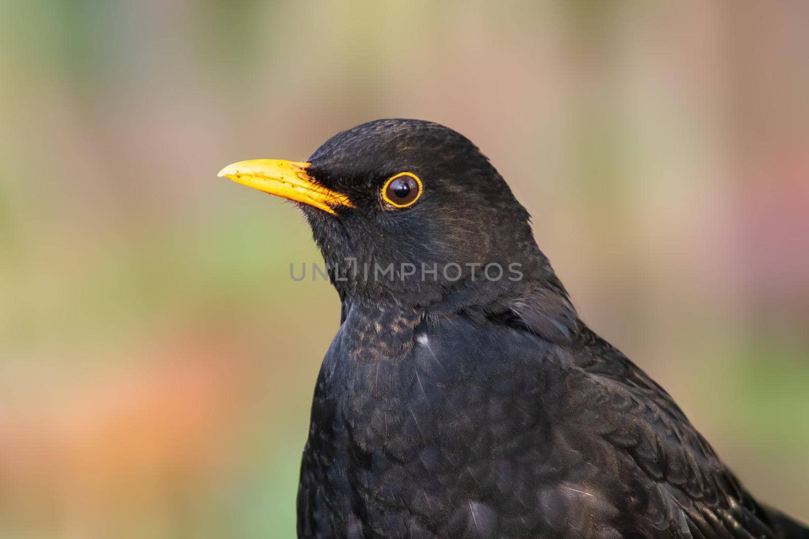 a portrait of a male blackbird