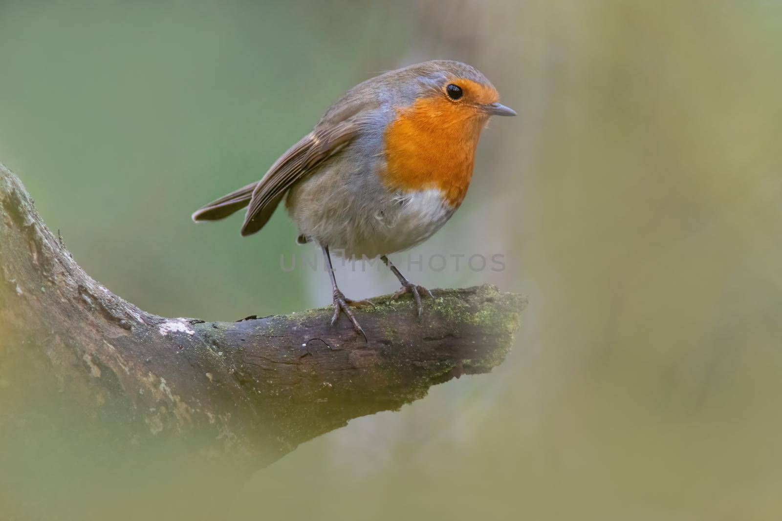 a robin sits on a branch