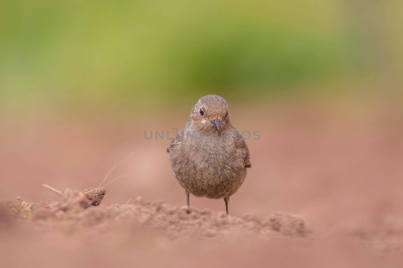 a female redstart looking for food on a freshly plowed field