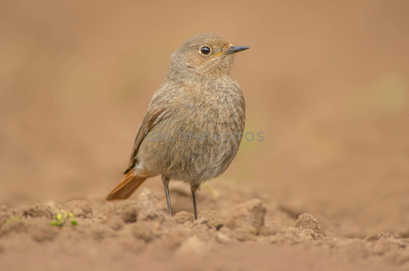 a female redstart looking for food on a freshly plowed field