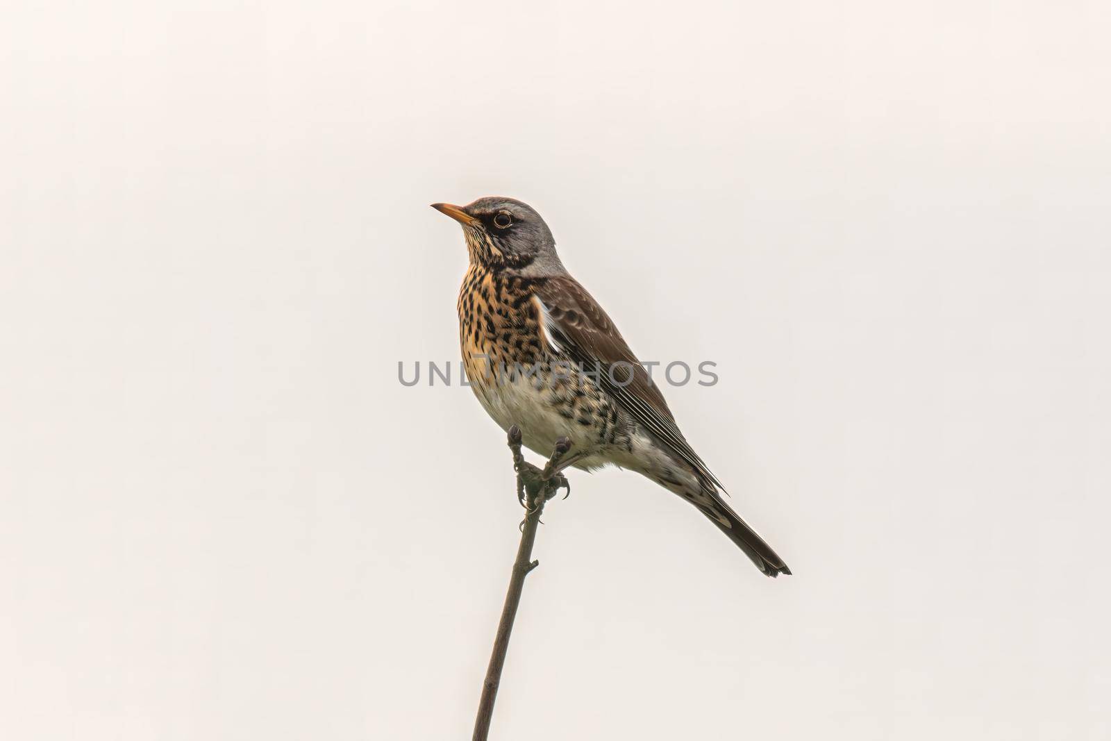 a fieldfare sitting on a branch