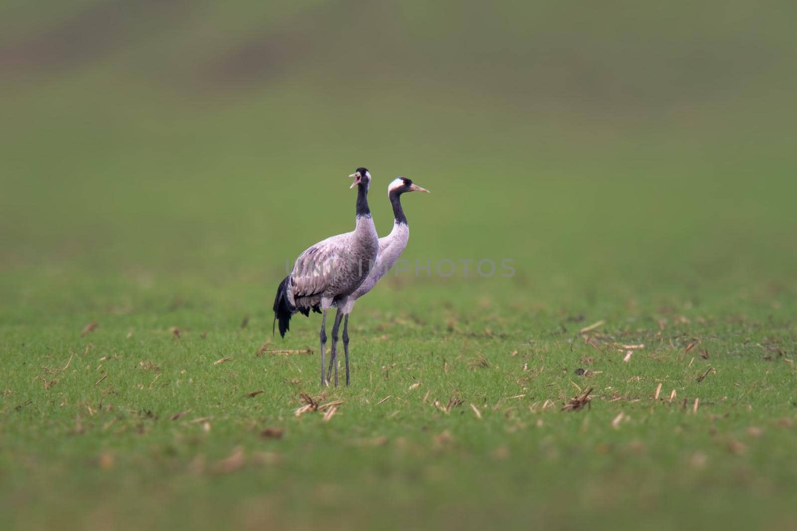 two cranes stands on a green field