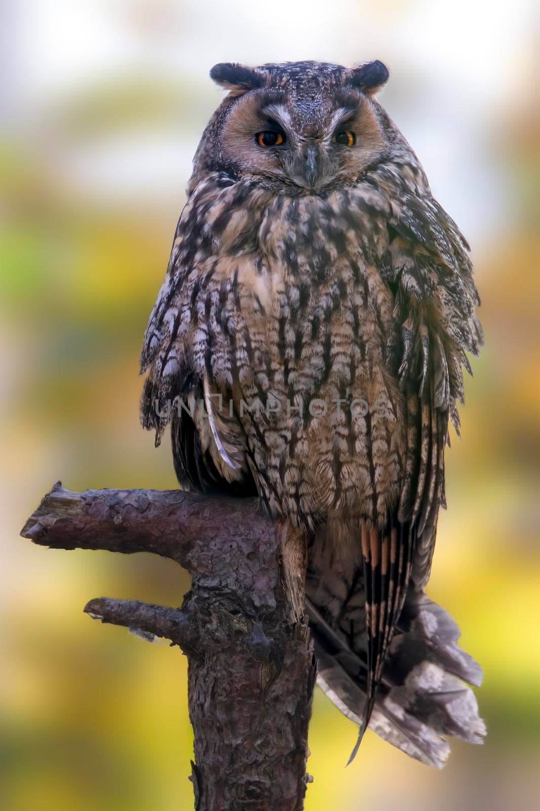 a long-eared owl sits on an old tree trunk