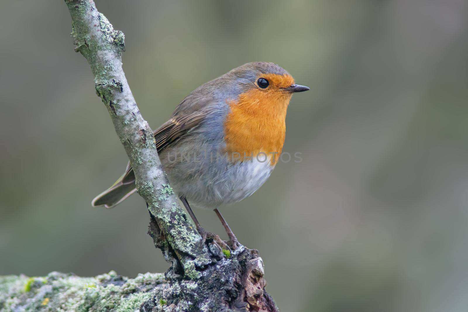 a robin sits on a branch