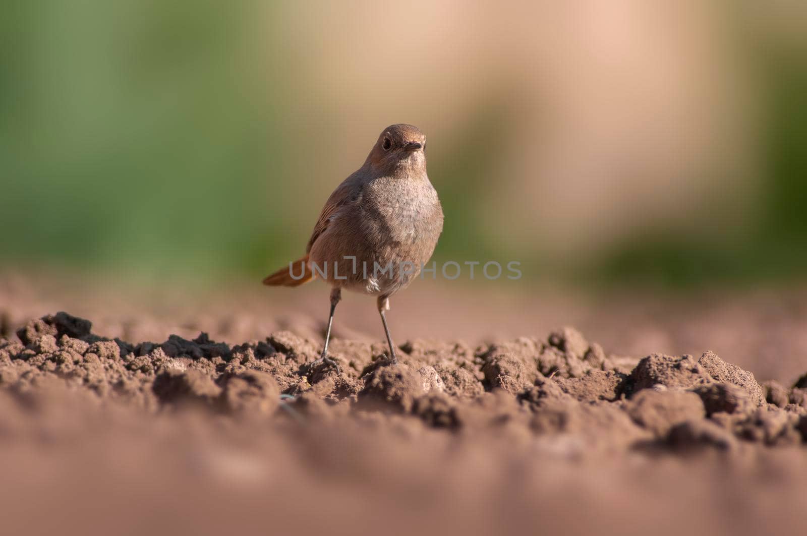 a female redstart looking for food on a freshly plowed field
