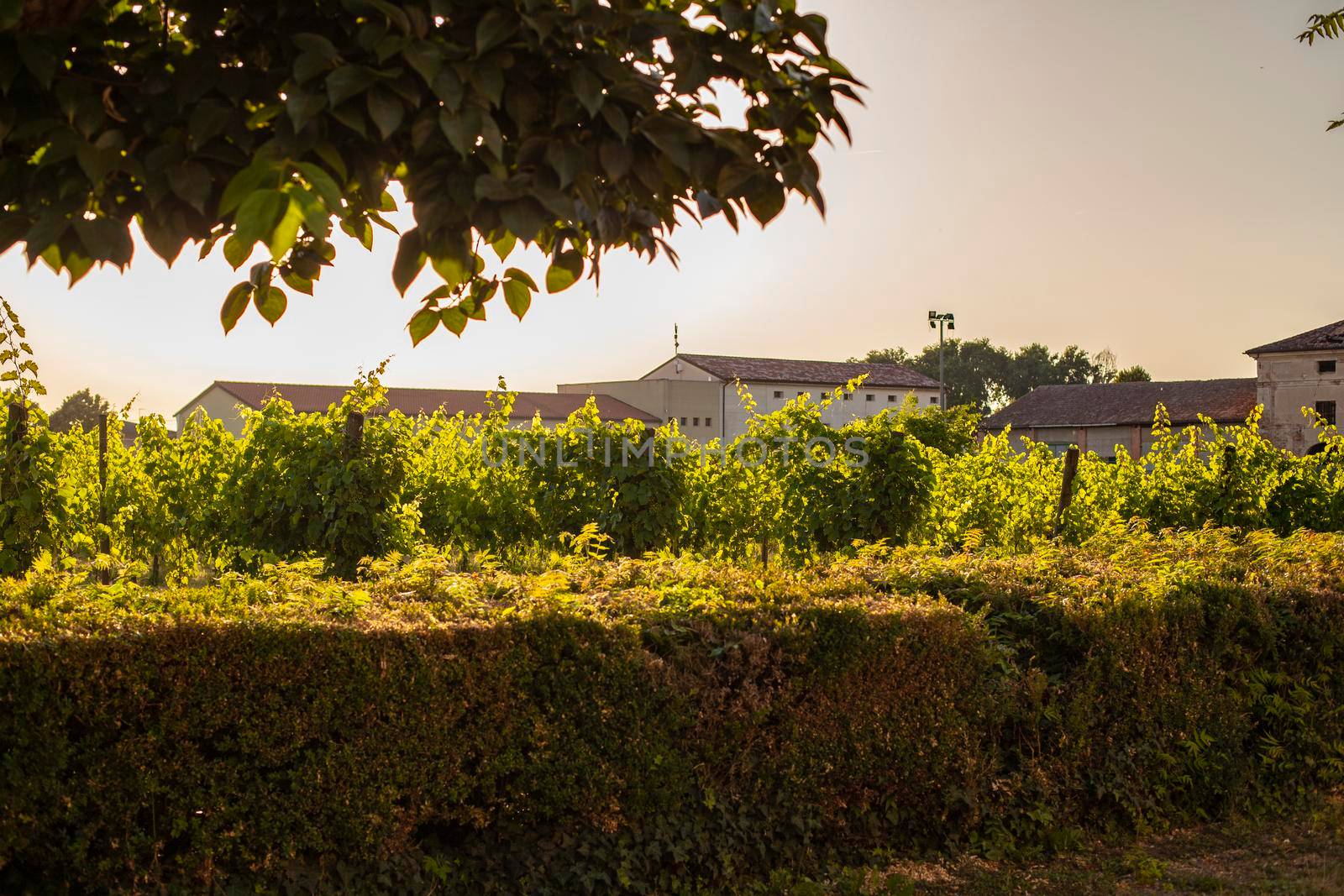 Italian vineyard detail in summer by pippocarlot