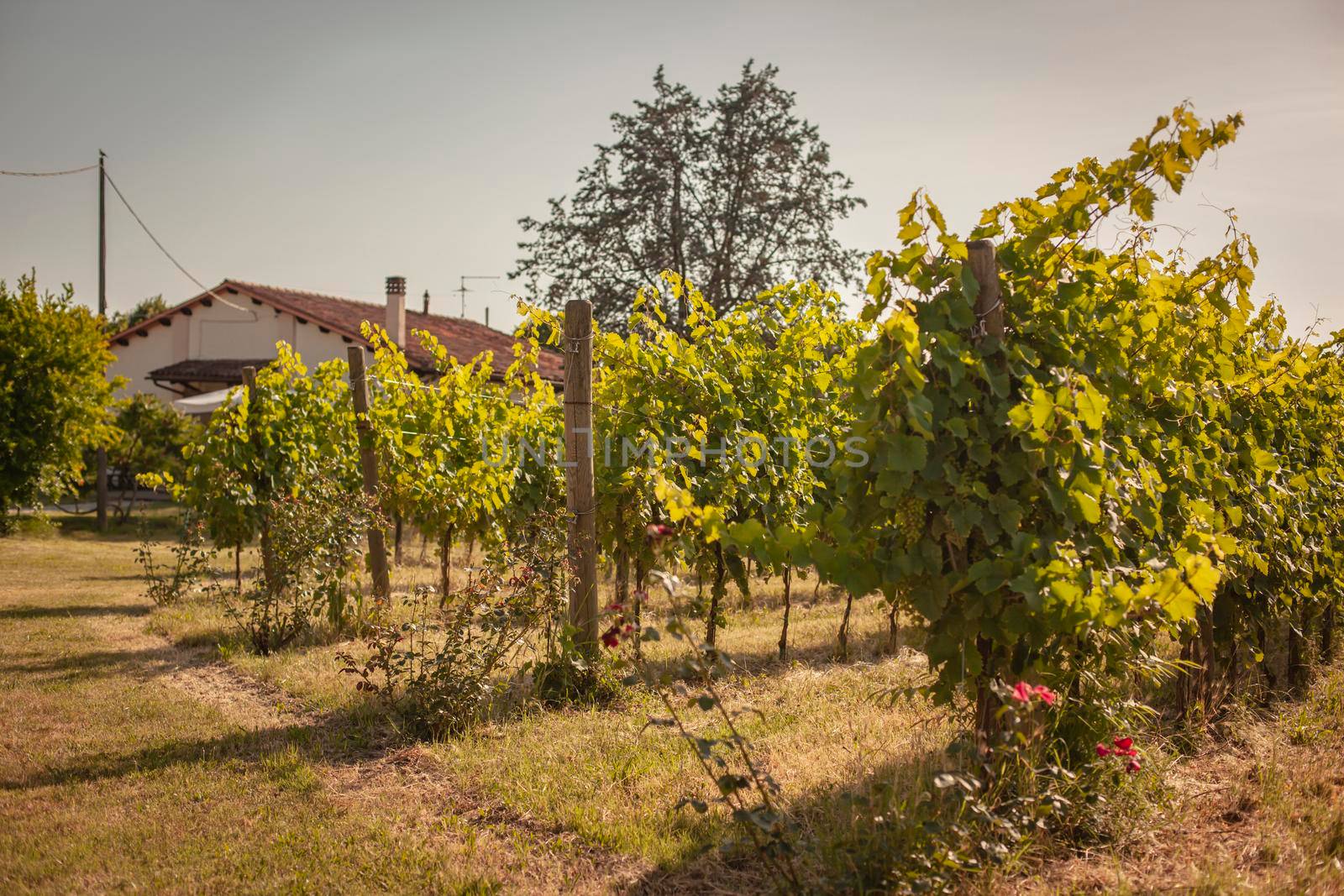 Italian vineyard detail in summer in a sunny day