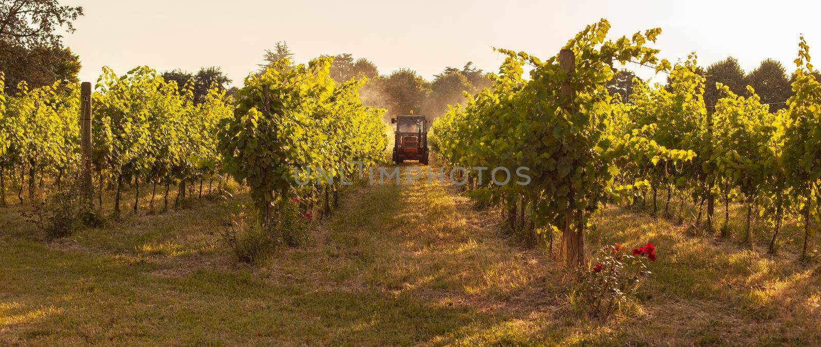 Vineyard tractor insecticide treatment work countryside