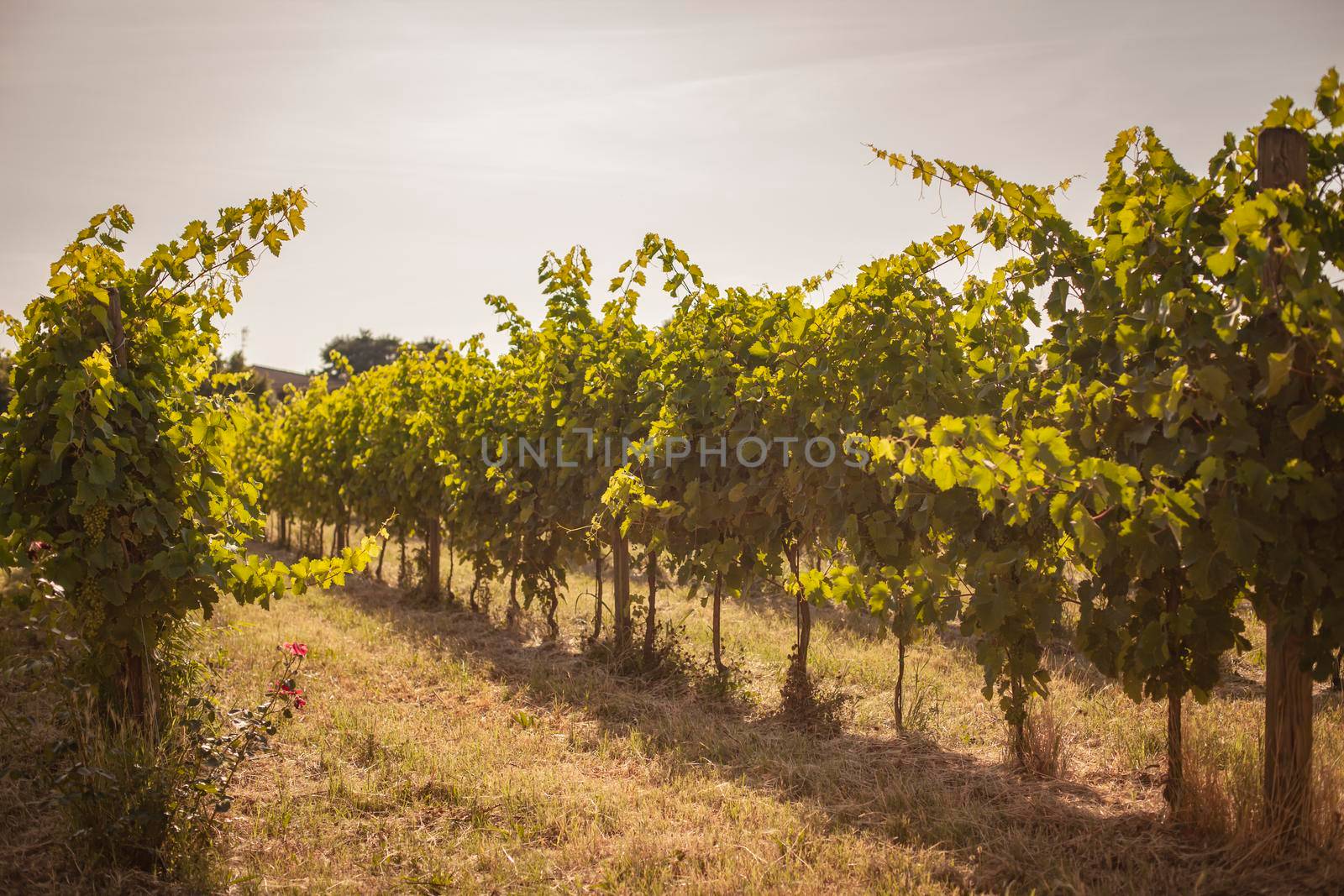 Italian vineyard detail in summer in a sunny day