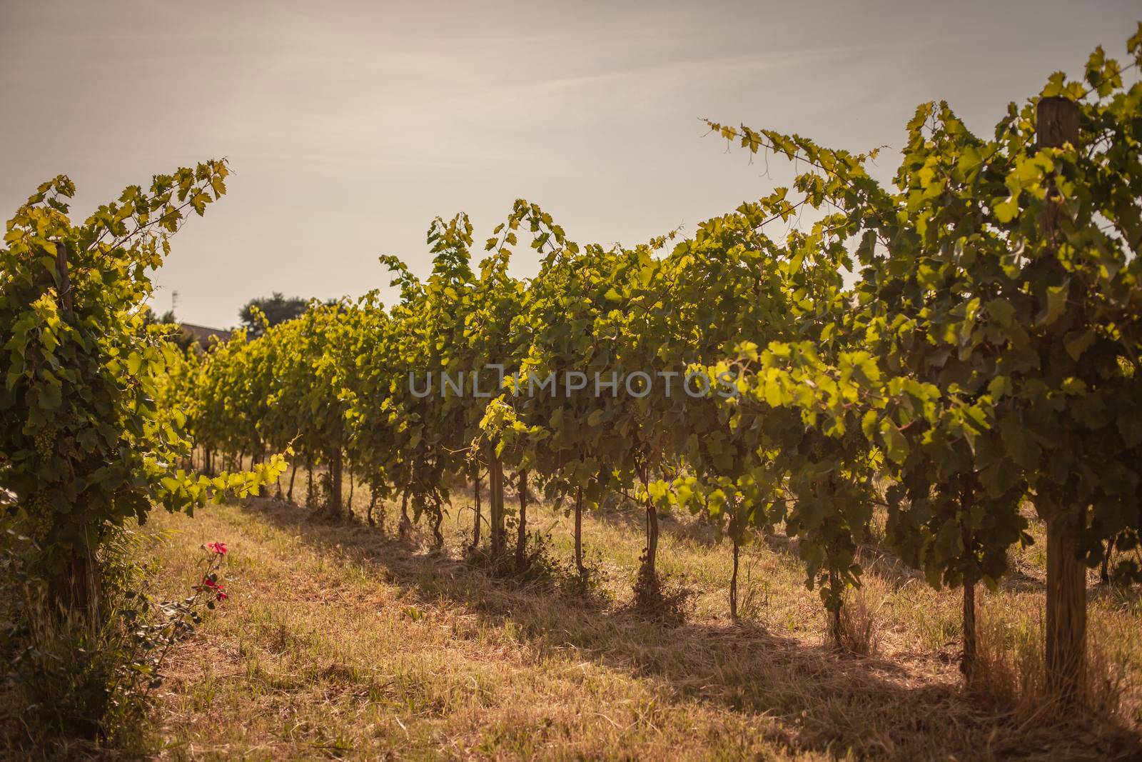 Italian vineyard detail in summer in a sunny day