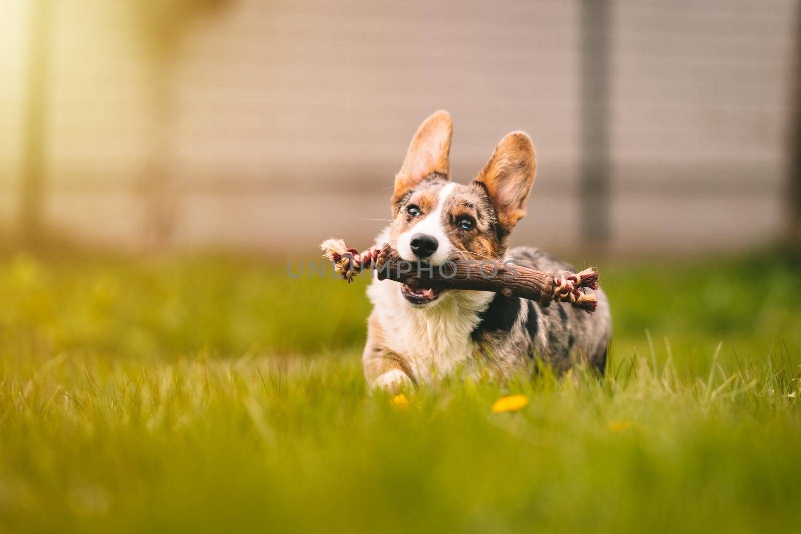 Happy corgi dog running in the grass with stick toy for dogs outdoors on a sunny day. Funny corgi puppy playing with dog toy by DariaKulkova
