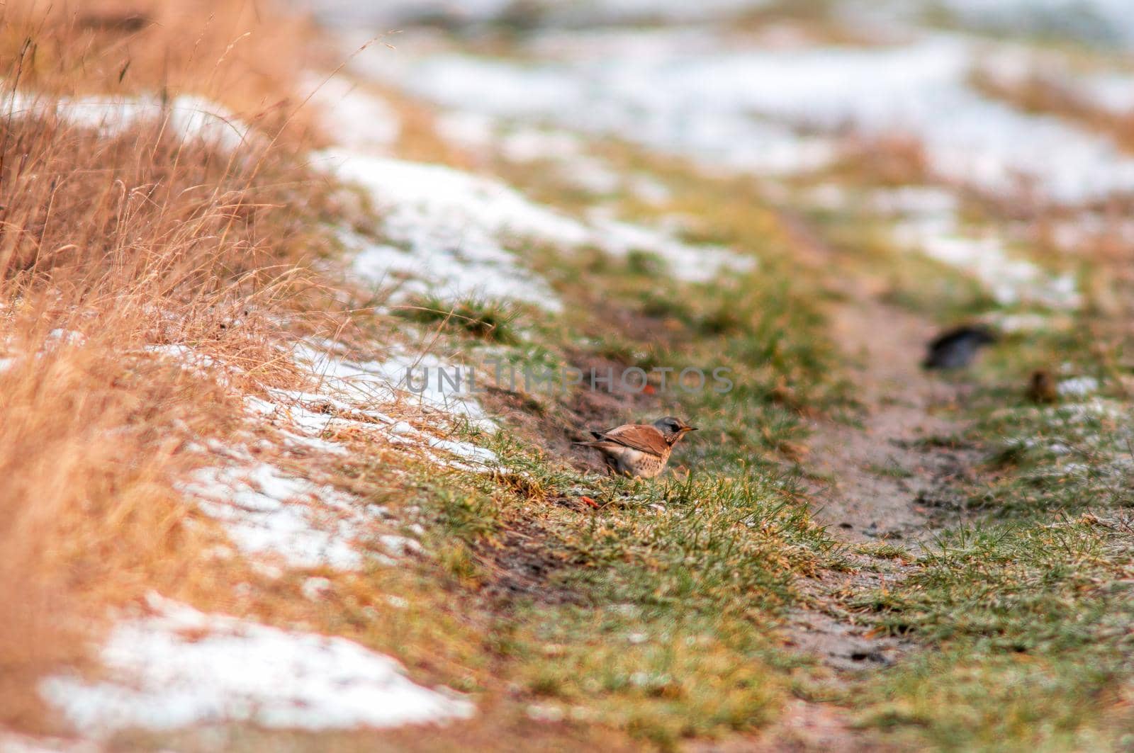 a Fieldfare searches for food in a snowy field