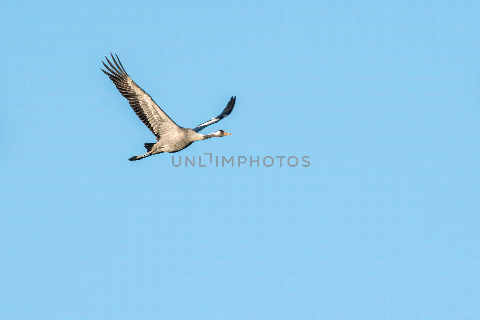 one crane flies in the sky