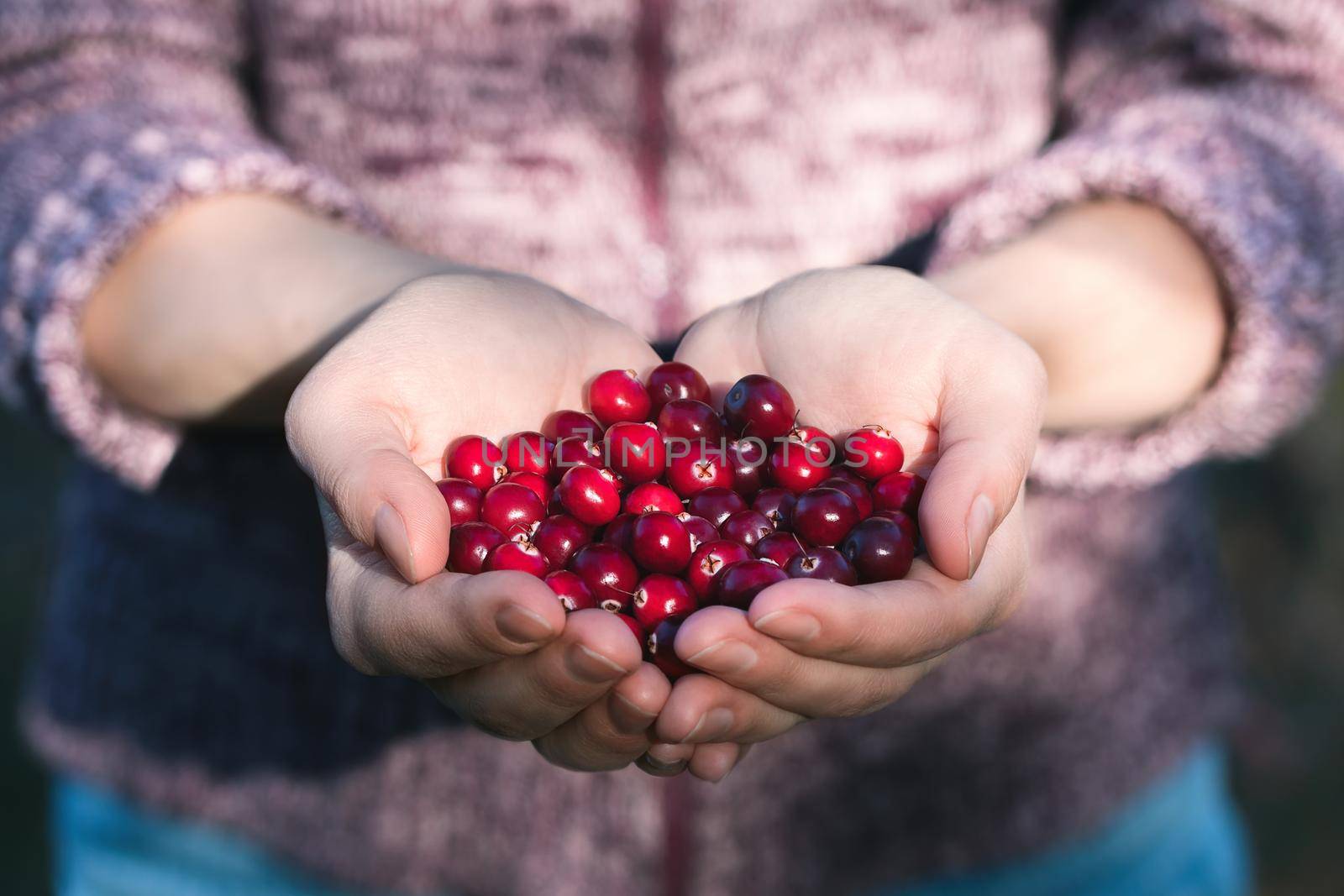 Girl holding palms full of fresh ripe cranberries by galsand
