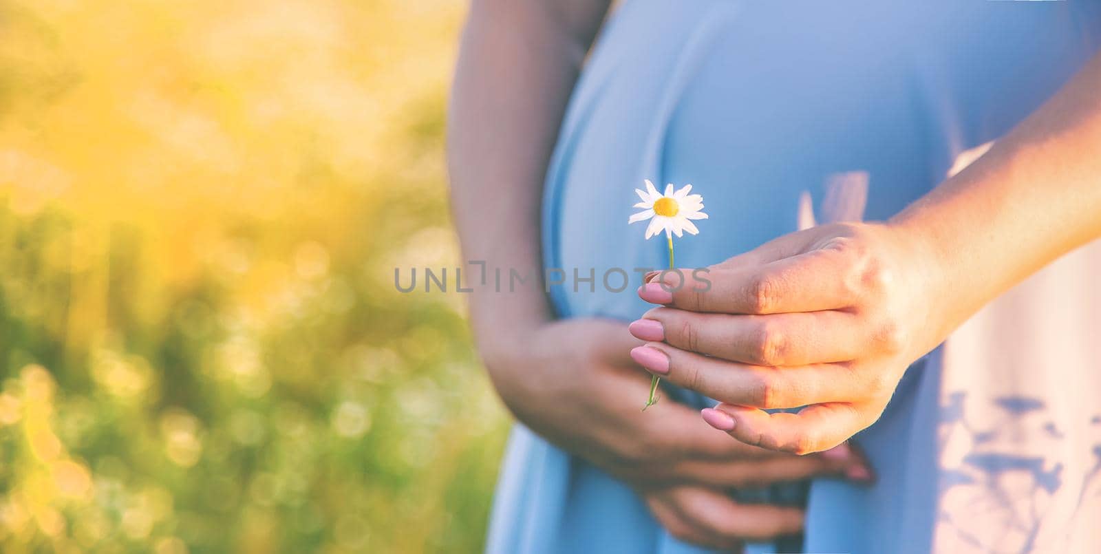 pregnant woman with camomiles in hands. Selective focus. nature.