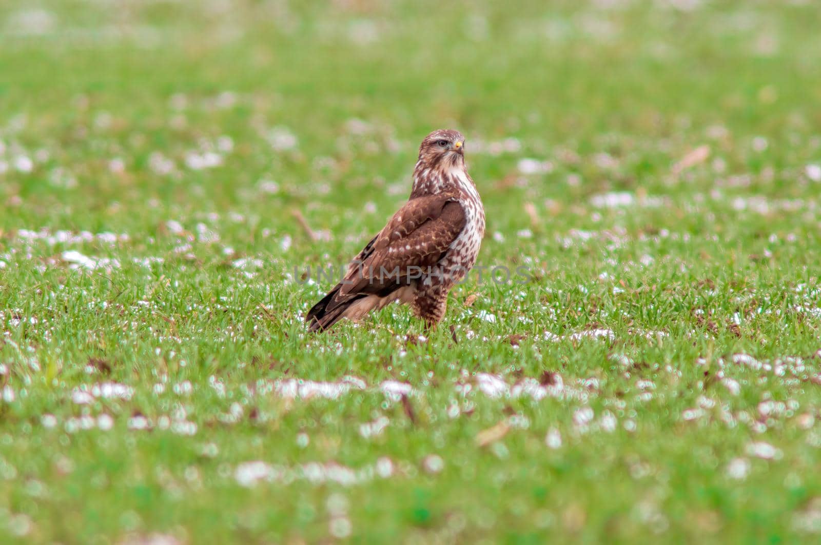 a Buzzard sits on a snowy winter field