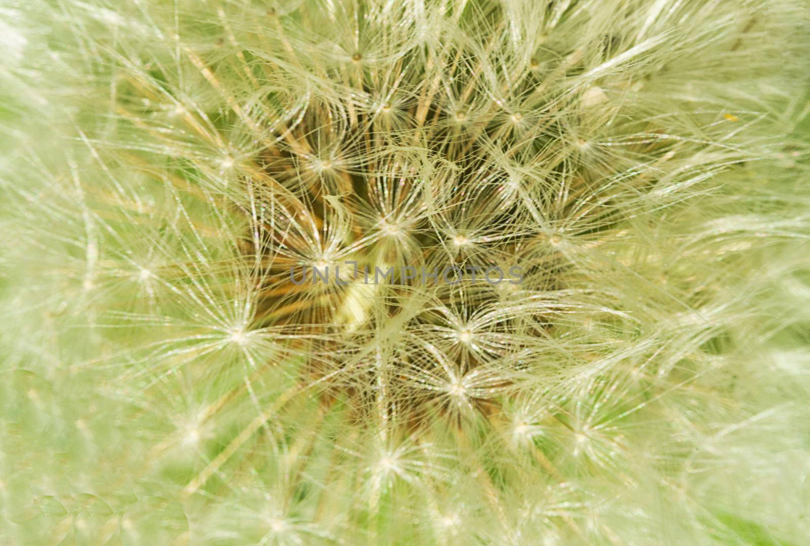 dandelion pollen background.Floral nature background. by andre_dechapelle