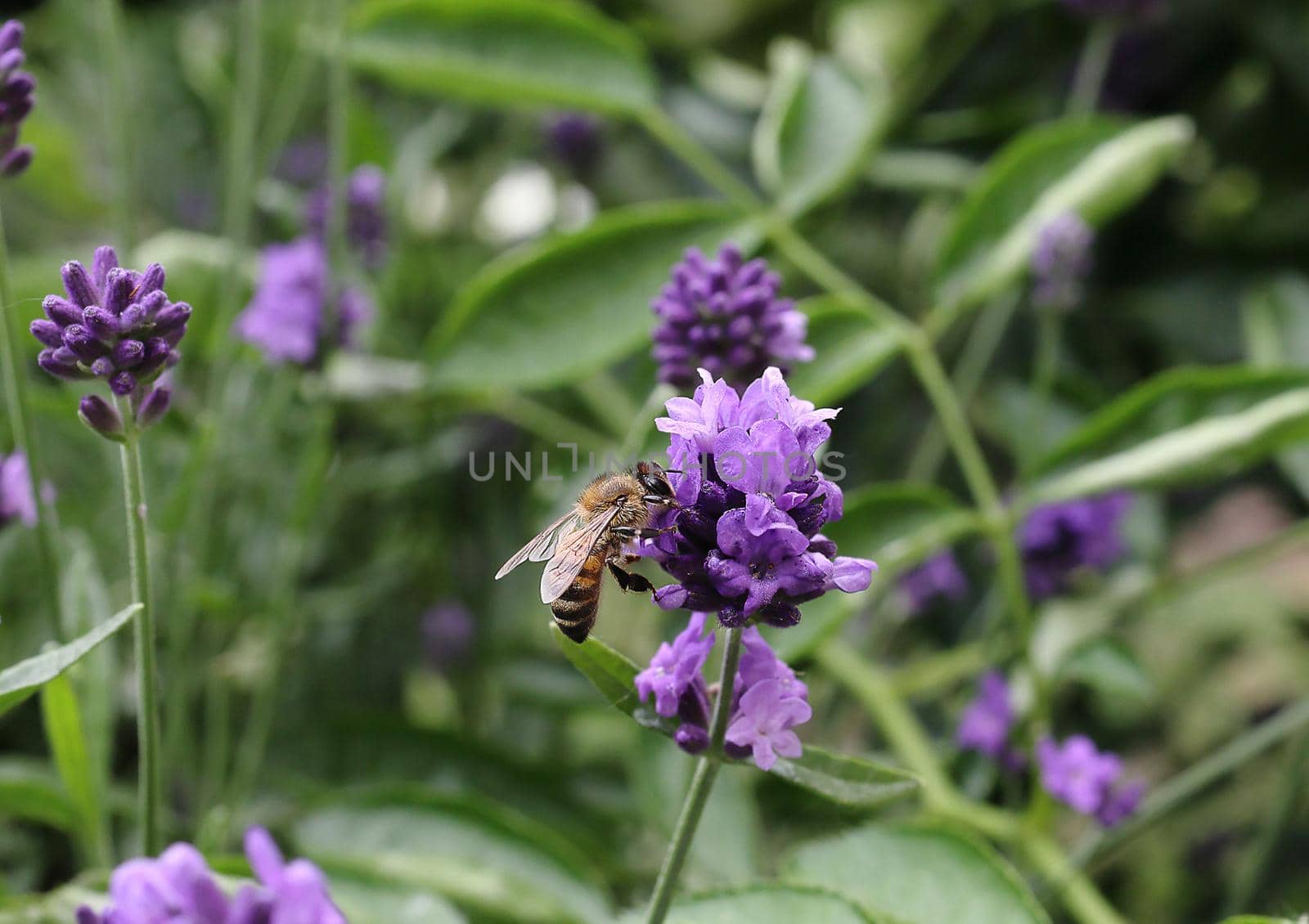 honey bee pollinates lavender flowers. Decay of plants by insects. Lavender flowers in the garden. Soft focus, blurred background. A bee pollinates lavender flowers. by Proxima13
