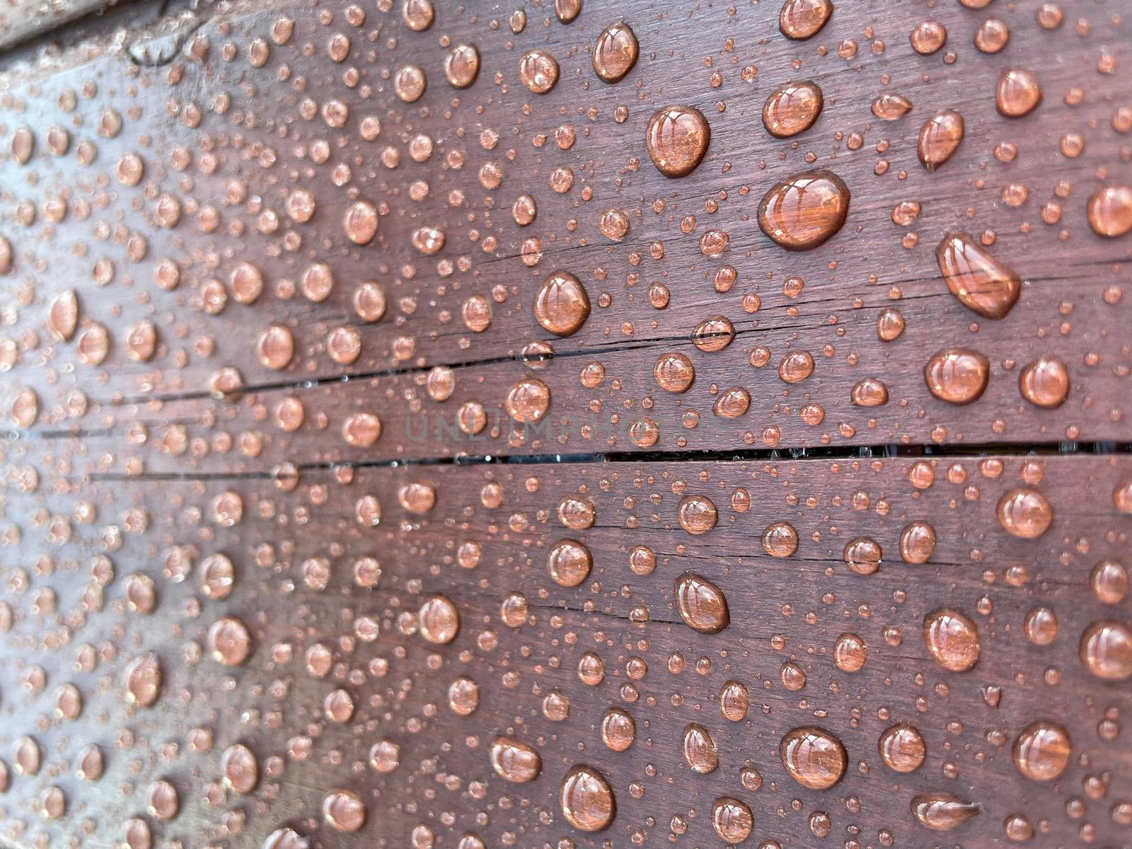 Many drops of water on a dark tree by BEMPhoto