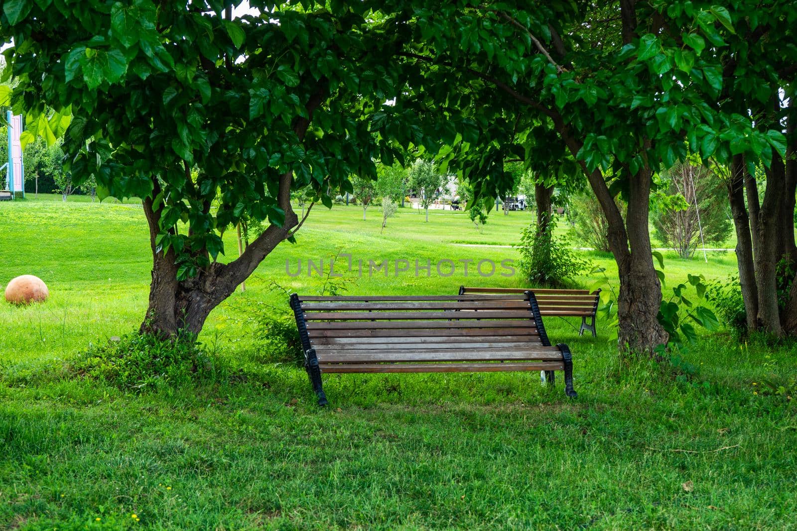 Park bench in the summer  park