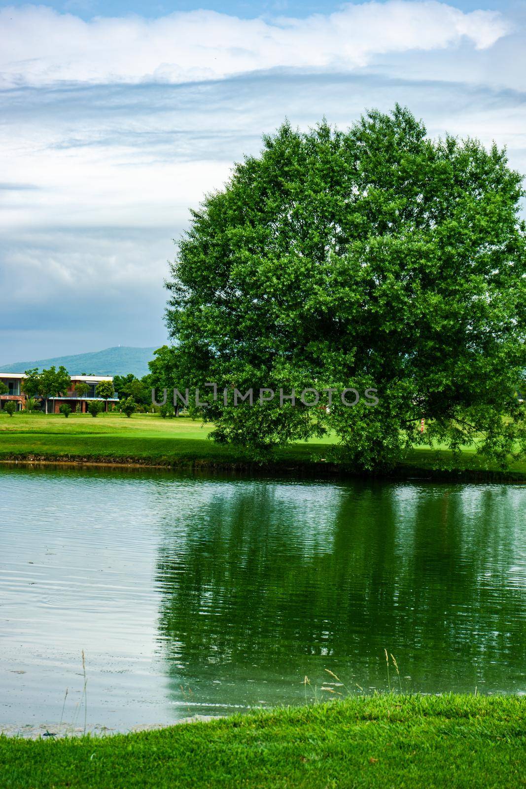 Pond with reflection in golf grassland