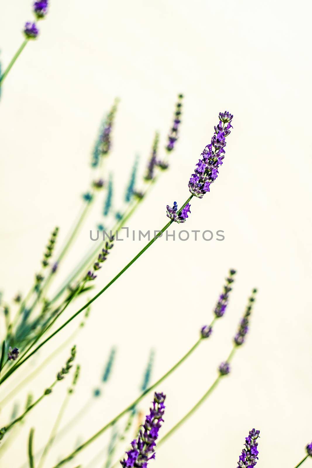 Blooming lavender plant in the summer garden