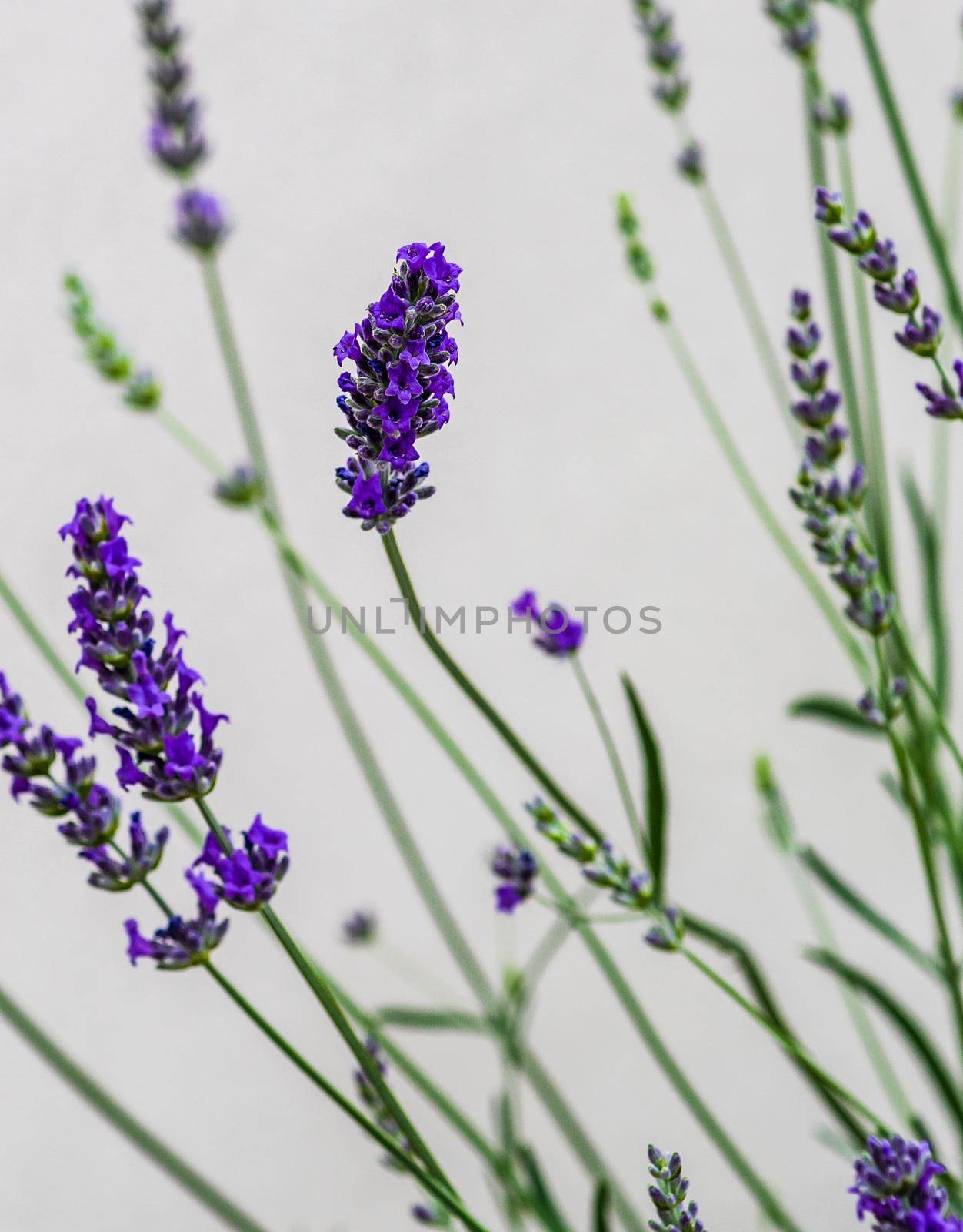 Blooming lavender plant in the garden by Elet