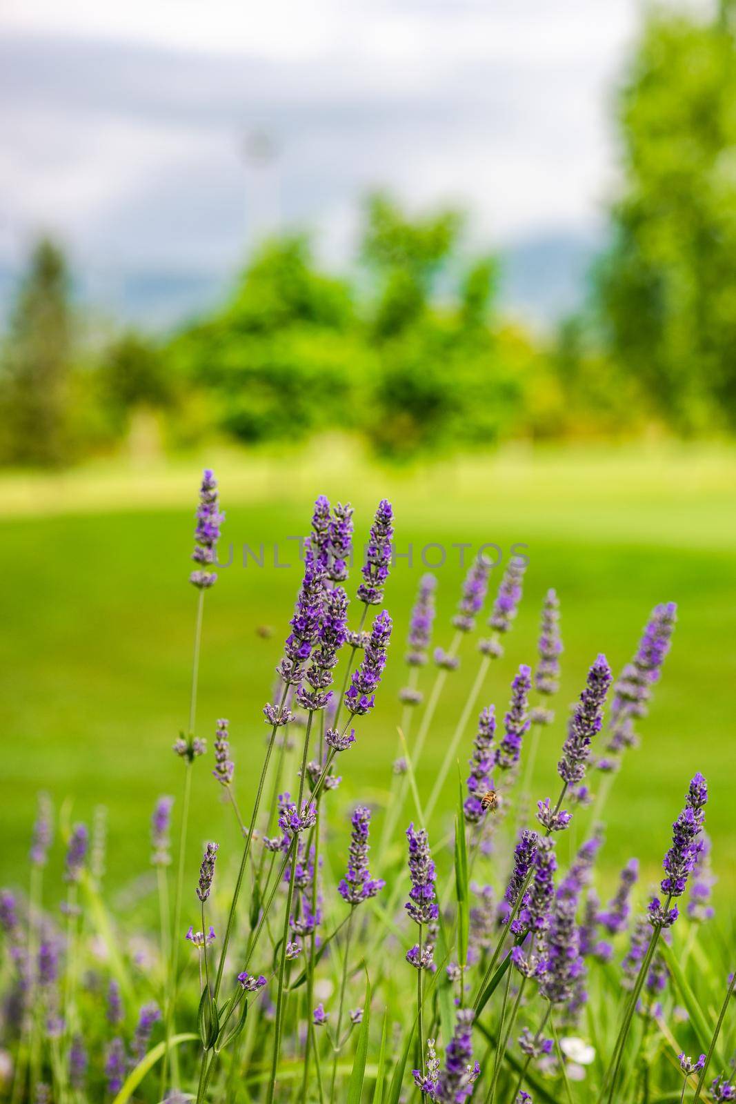 Blooming lavender plant in the garden by Elet