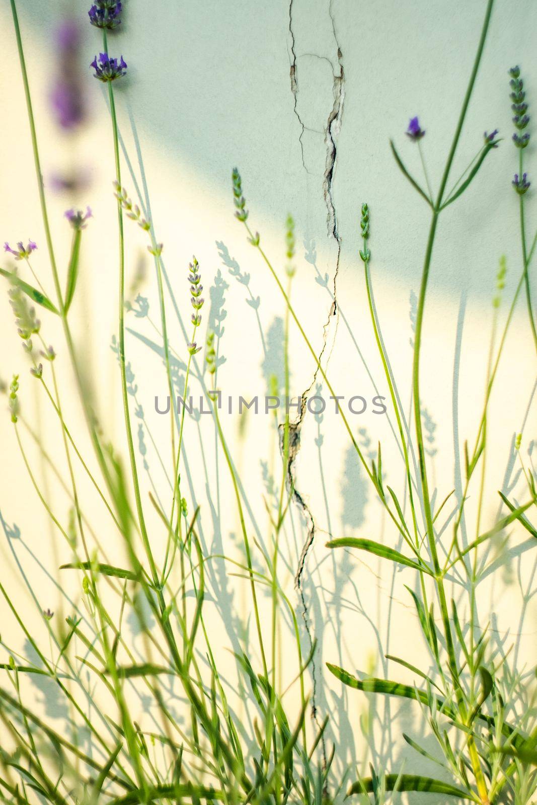 Blooming lavender plant in the summer garden