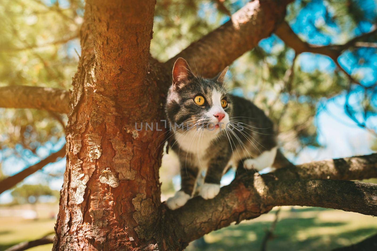 Cute cat sitting on a tree outdoors in nature on a sunny day. High quality photo
