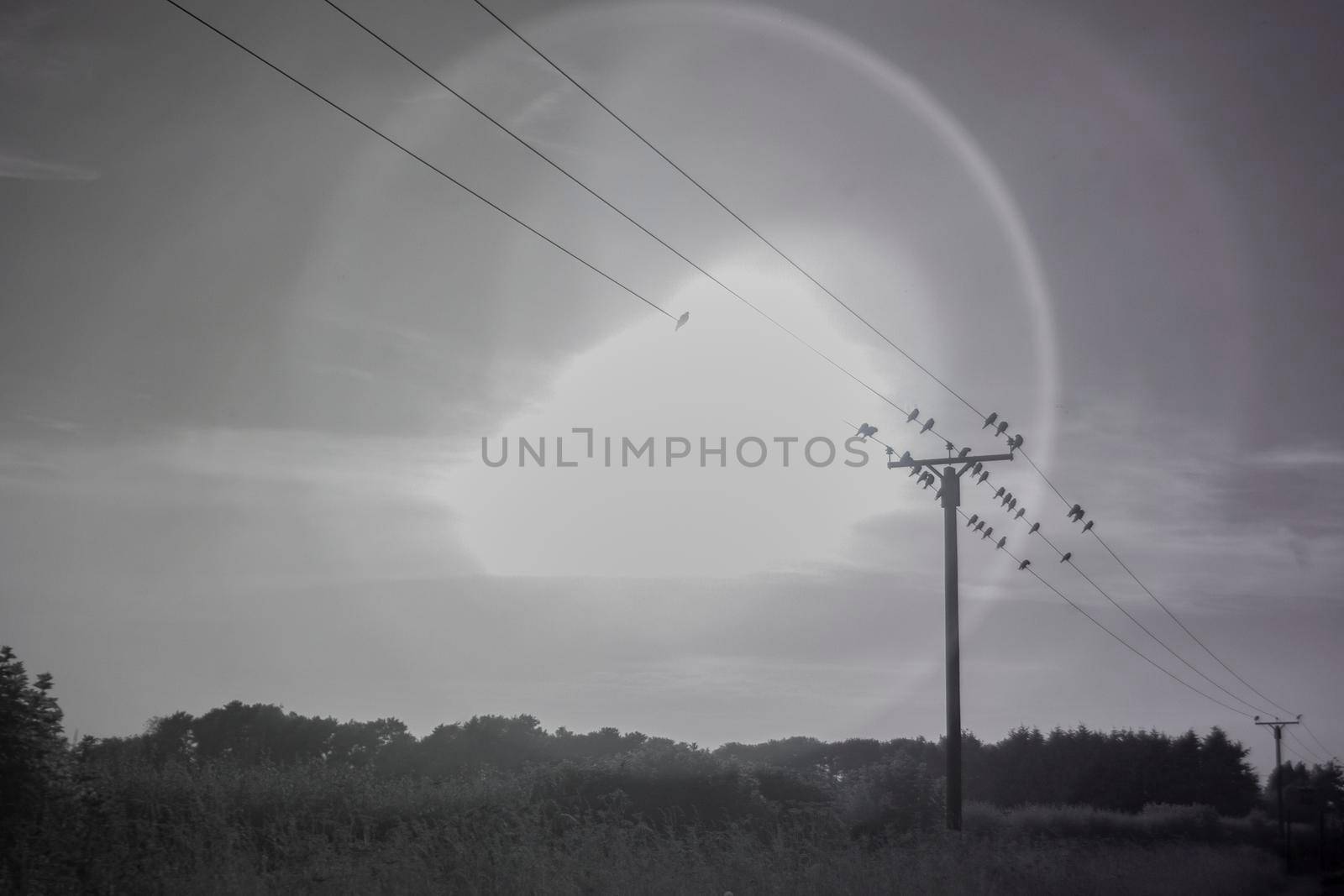 Monochrome, infrared photograph of electric wires with a flock of birds and sun in the background creating a halo effect.