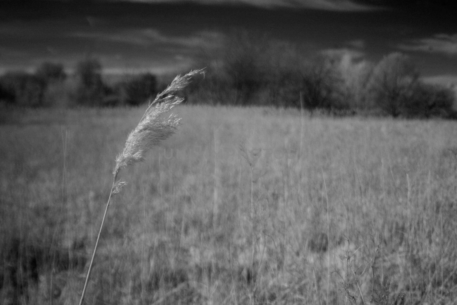 Infrared photo of a single feather reed grass blowing in the wind, with a field in the background. Black and white photo taken in British summer time, Hertfordshire.