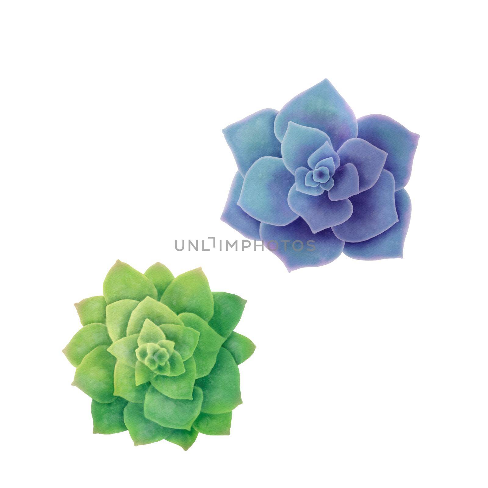 Set of succulents. Botanical color watercolor illustration isolated on white background. Green and blue Plants