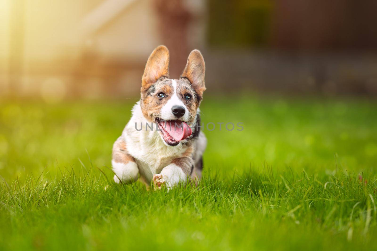 Happy corgi dog puppy running on the grass outdoors on a sunny day. Portrait of beautiful purebred blue merle cardigan welsh corgi puppy running with open mouth. High quality photo
