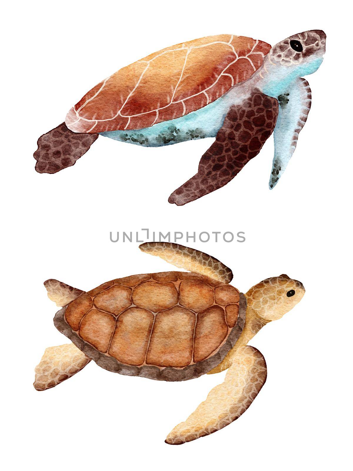 Watercolor sea turtle tortoise hand drawn illustration, ocean underwater marine nautical design, endangered species animal, pacific waters wildlife. by Lagmar