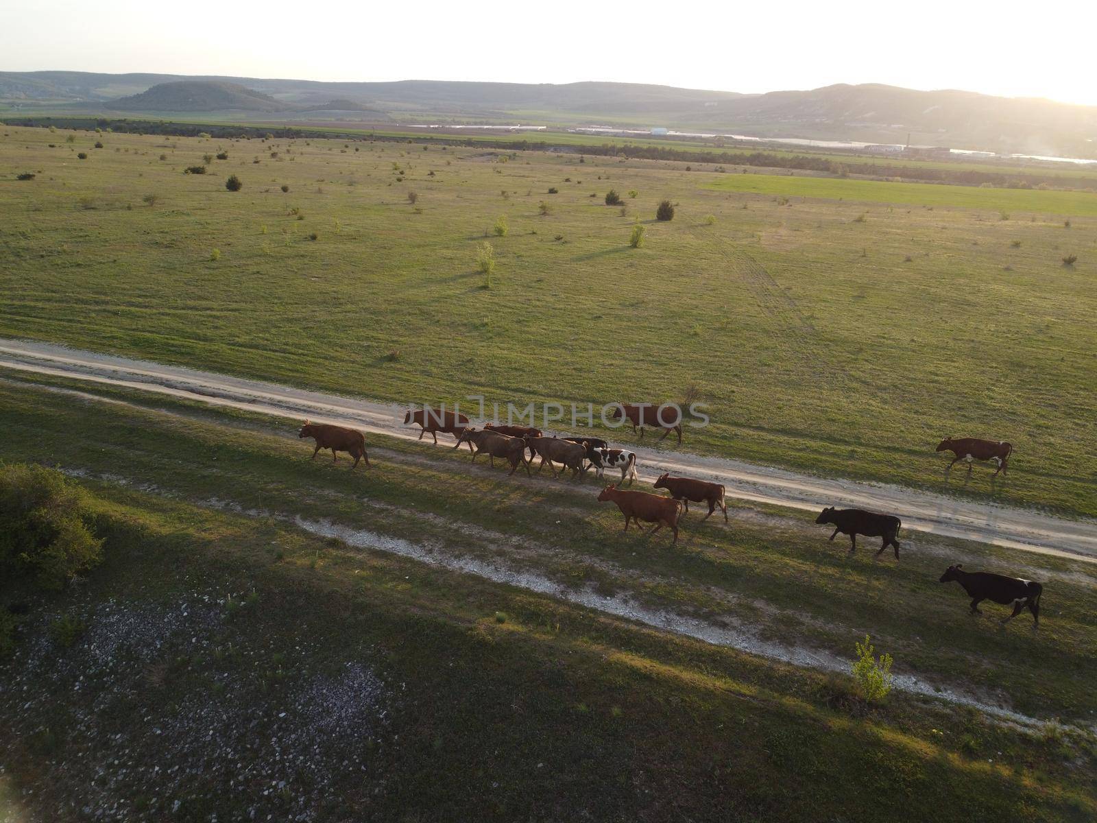 Flying over a small herd of cattle cows walking uniformly down farm road on the hill. Black, brown and spotted cows. Top down aerial view of the countryside on a sping sunset. Idyllic rural landscape