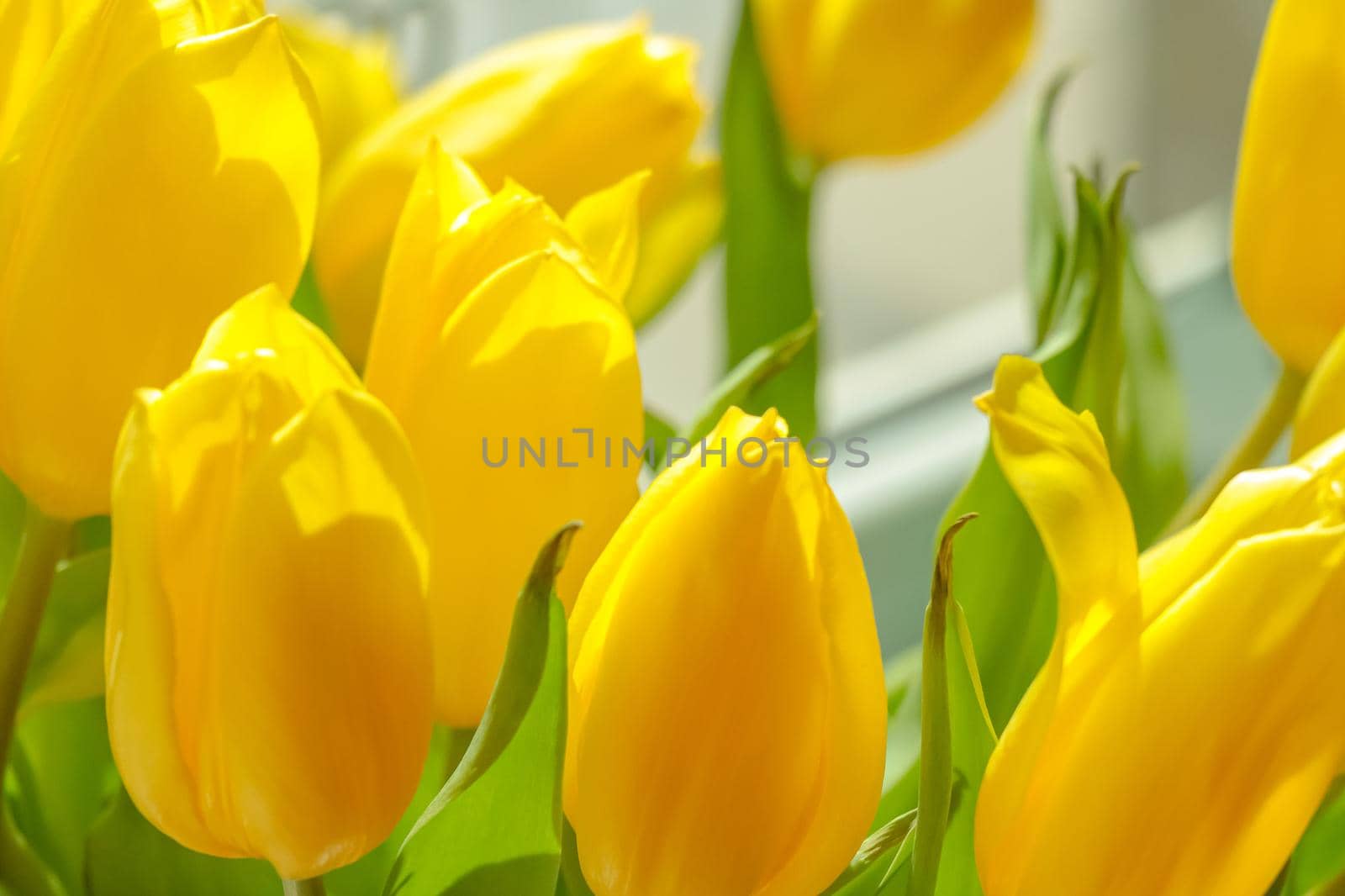 Yellow flowering tulips in a vase. Bouquet of fresh flowers