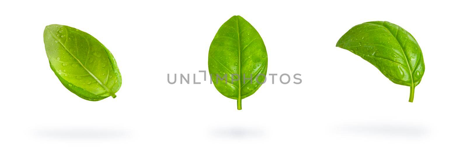 Big set of Fresh basil leaves on a white isolated background. Green basil leaves with water drops fall casting a shadow. Blank isolate for inserting a draft or label.