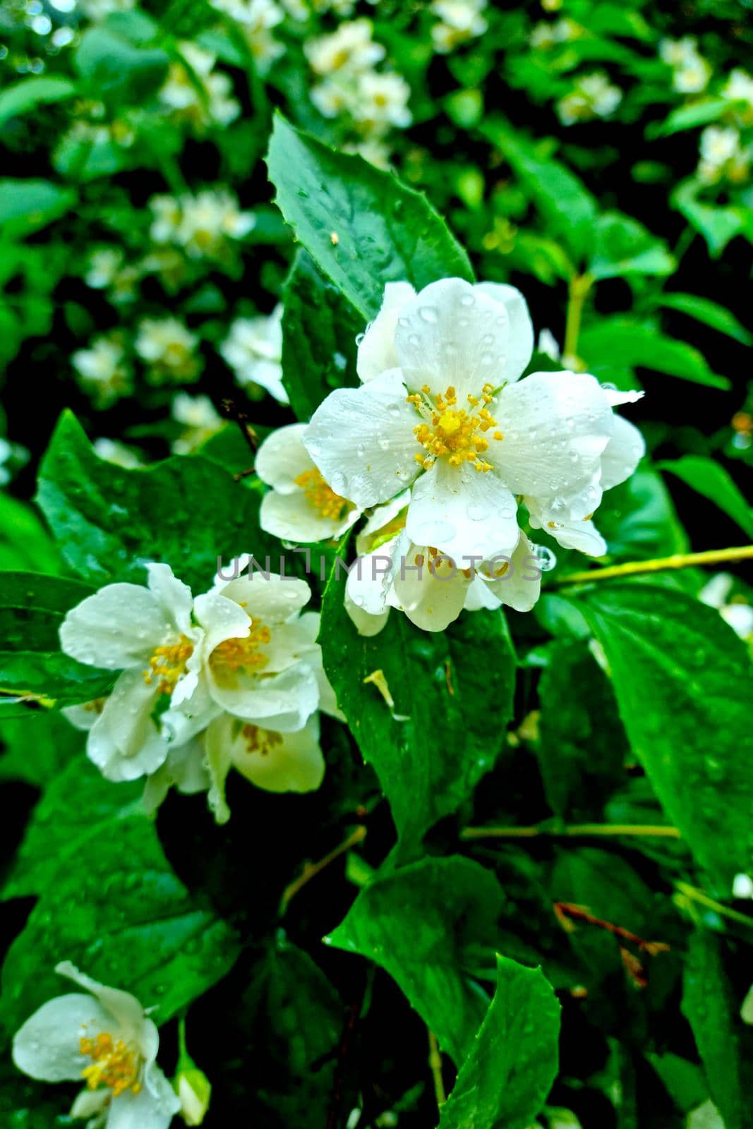 Close-up of the flowering bushes in the park after the rain. by kip02kas