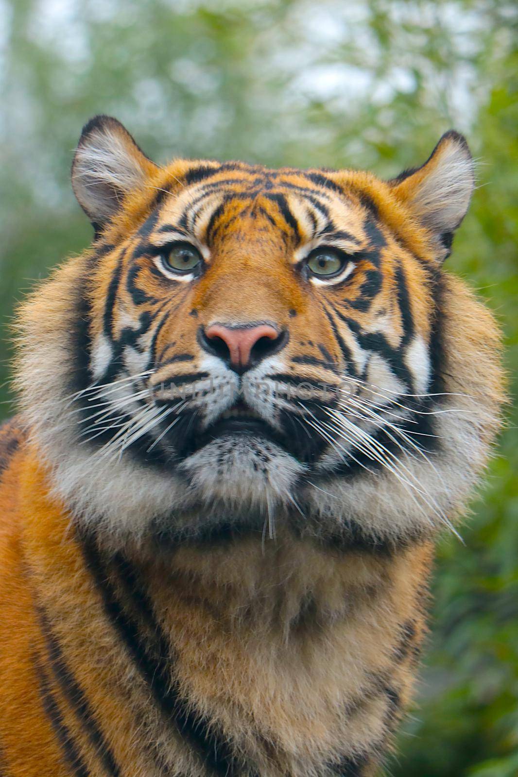 Portrait of a beautiful tiger in the wild. A predatory cat