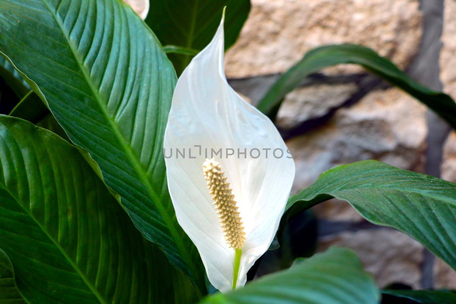 White blooming houseplant flower. Anthurium is a genus of evergreen plants in the Aroid family