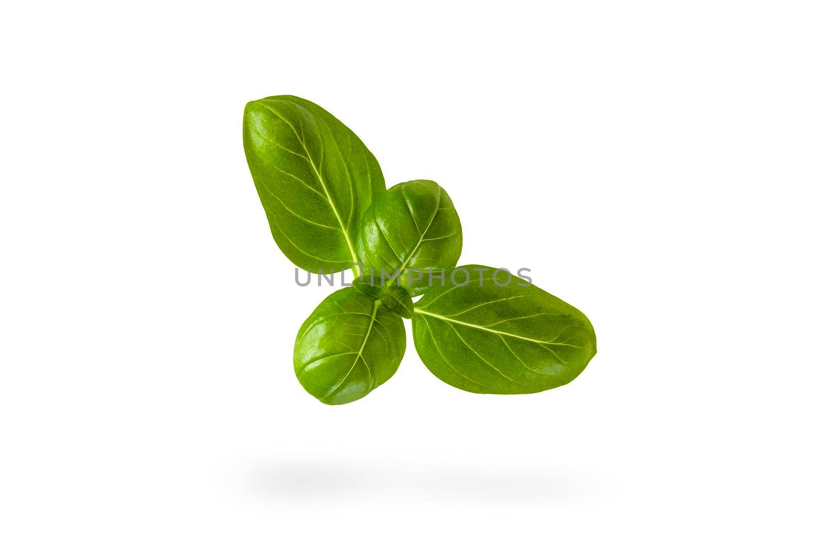 Fresh basil leaves on a white isolated background. A green basil leaf with water drops falls casting a shadow. Blank isolate for inserting a draft or label.
