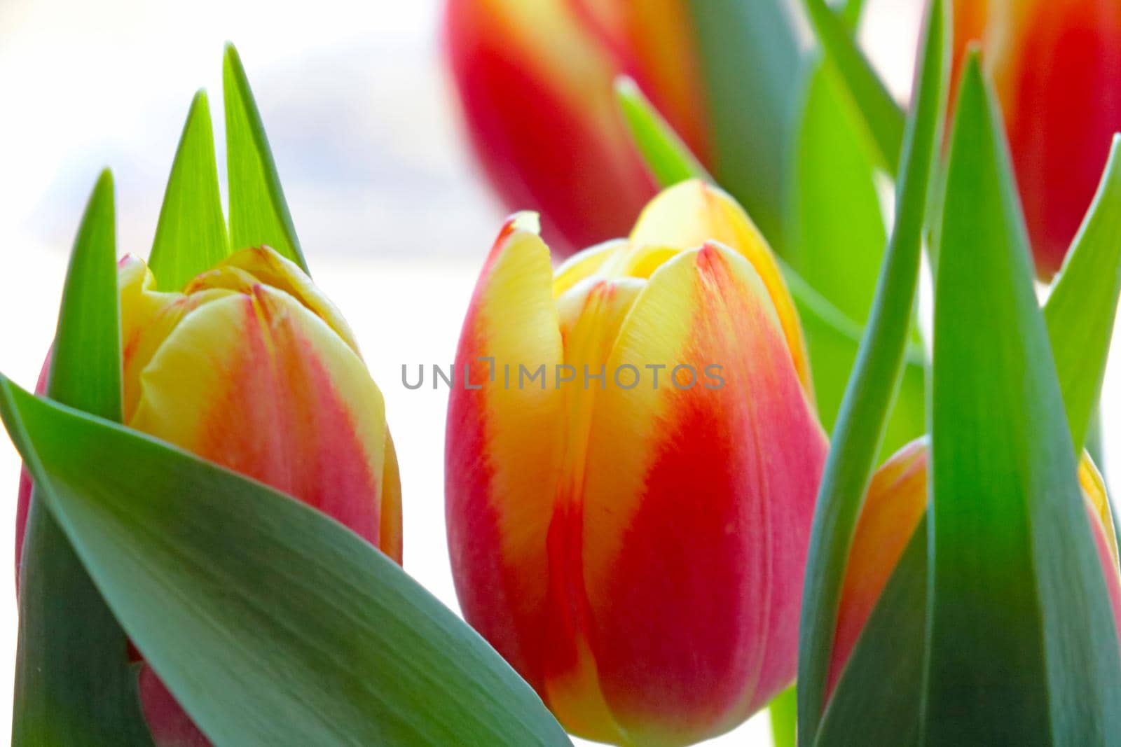 Beautiful bright bouquet of flowering tulips in a vase