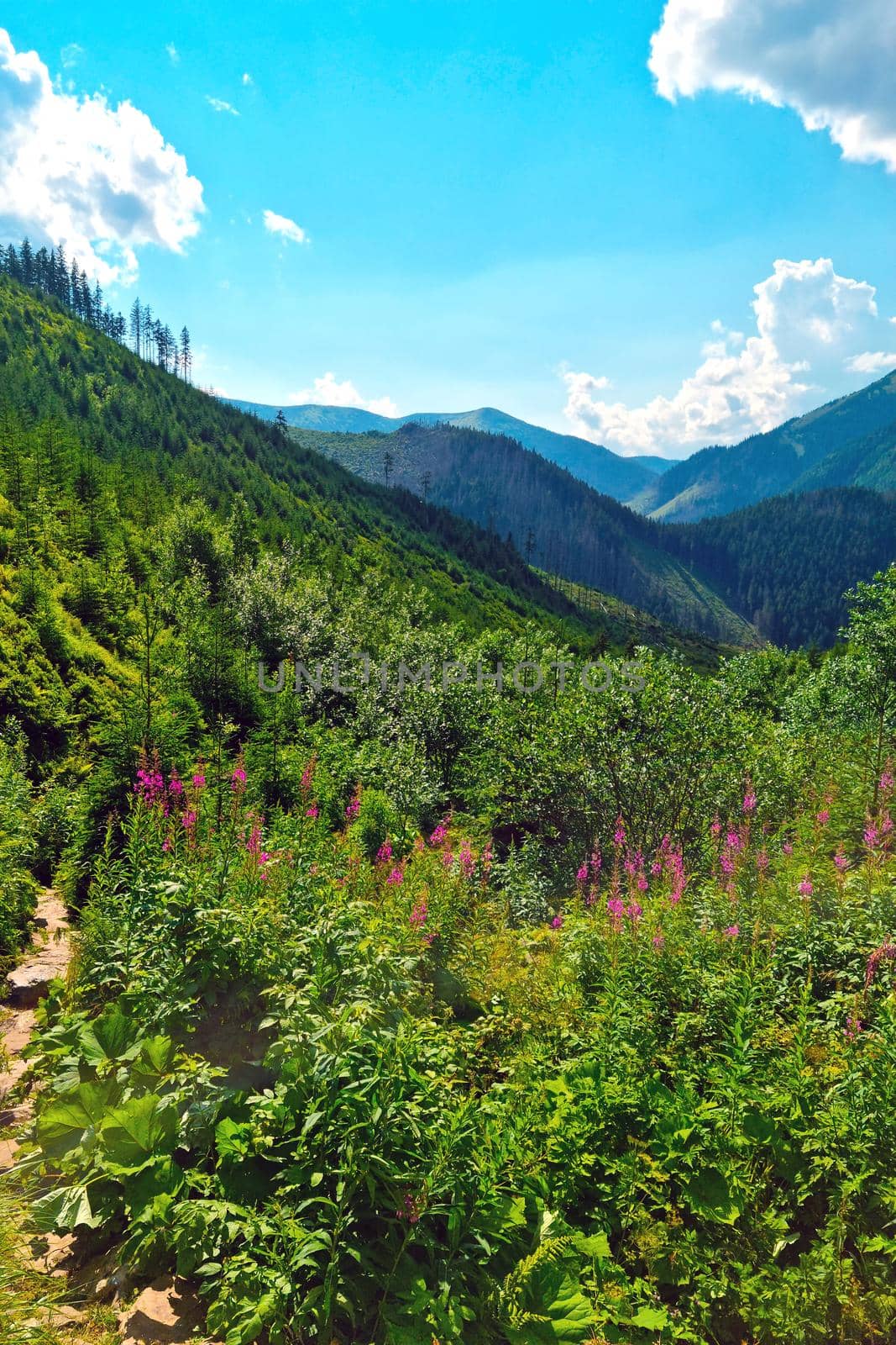 A picturesque beautiful valley in the mountains on a sunny day. by kip02kas