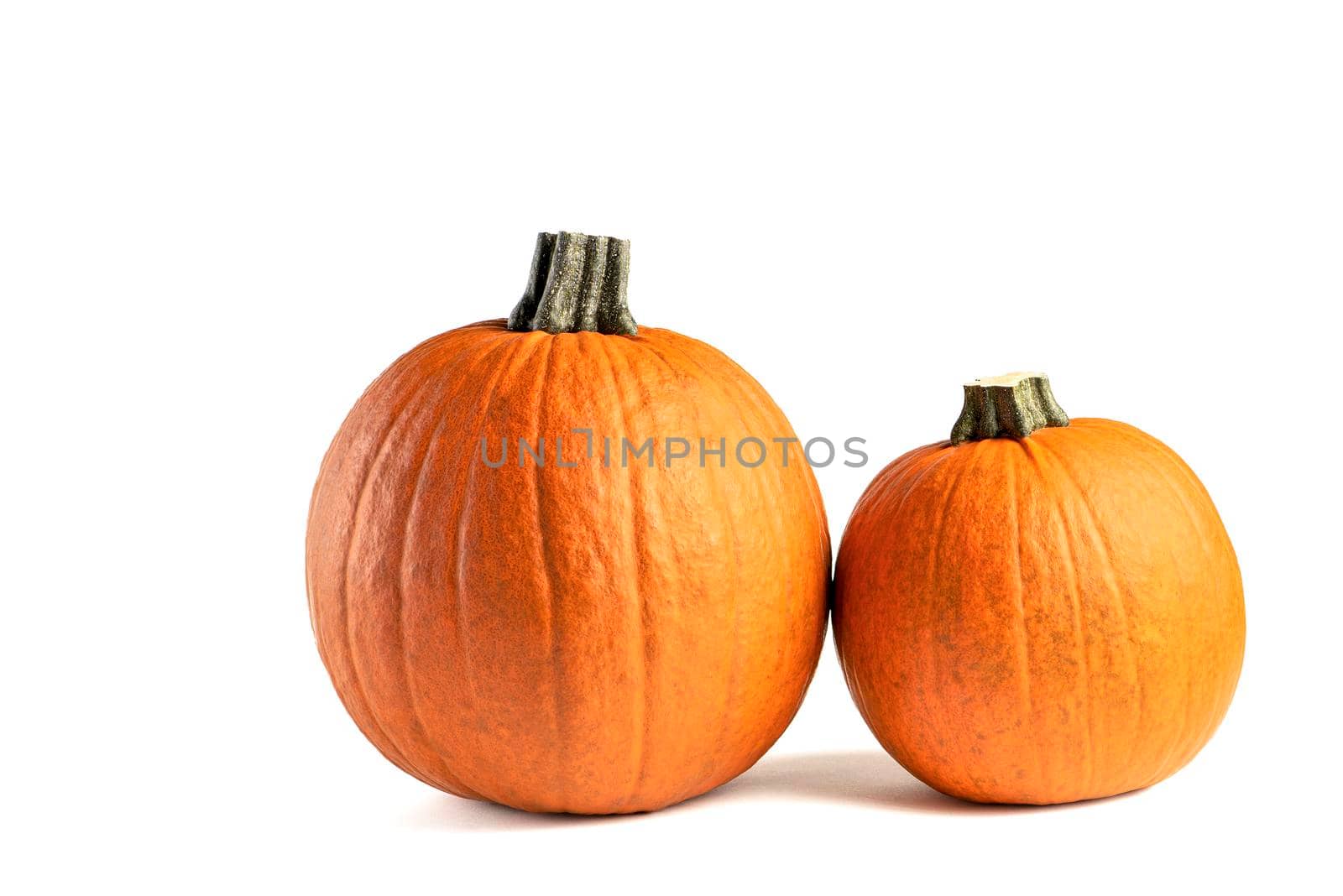 Pumpkin on a white background. Isolated halloween pumpkin isolate on white to insert into your project or design. Two orange pumpkins casting a shadow.