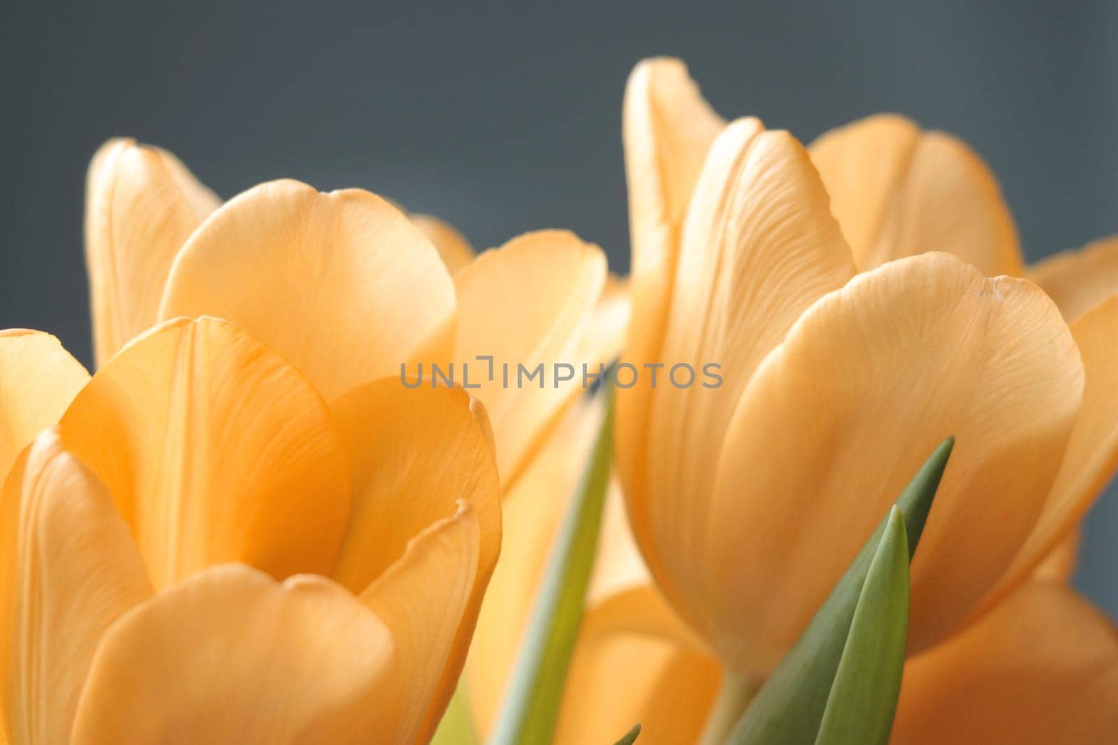 Close-up of a blooming bouquet of orange tulips