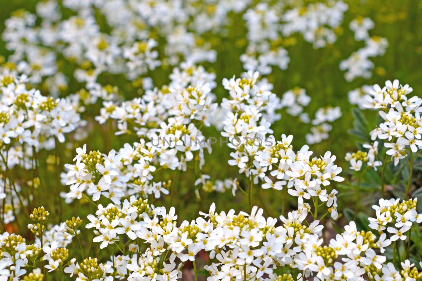 White field plants bloom in the meadow. It is used in medicine