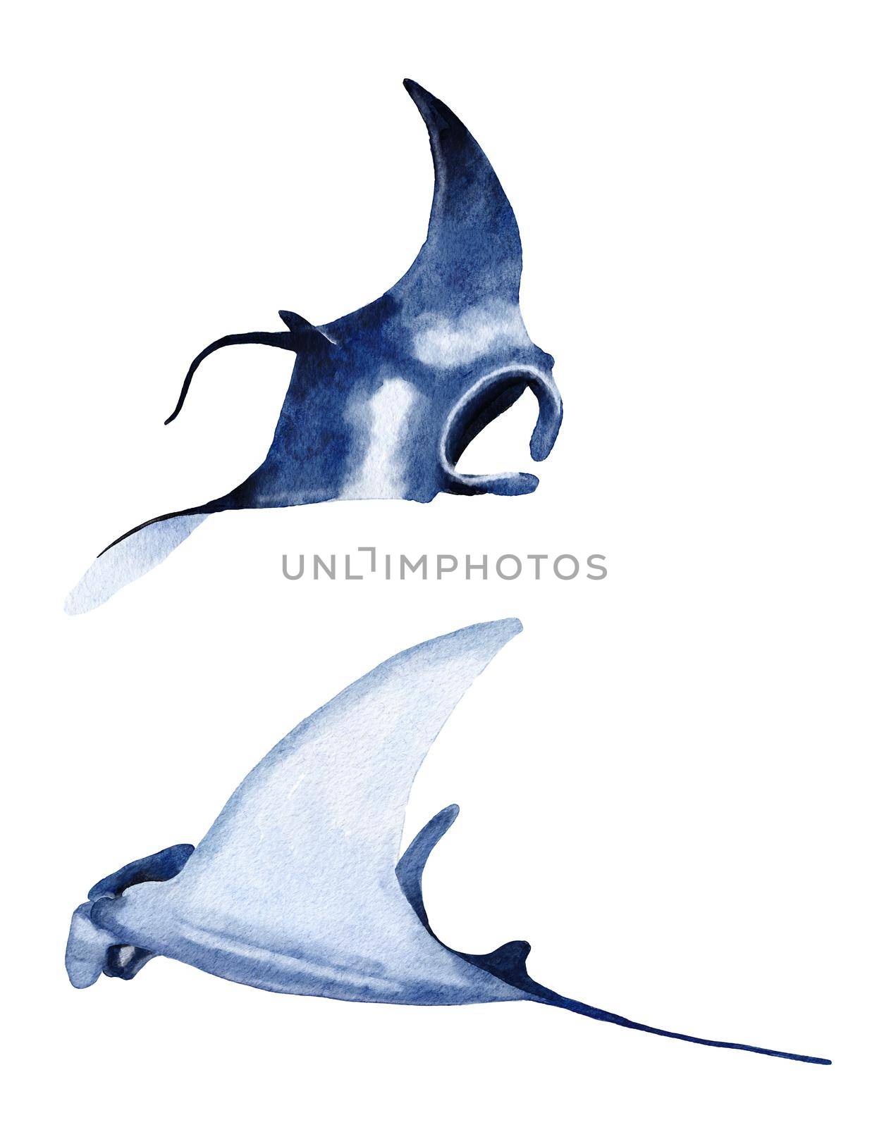 Watercolor manta ray hand drawn illustration, sea ocean underwater marine nautical design, endangered species animal, pacific waters wildlife. by Lagmar