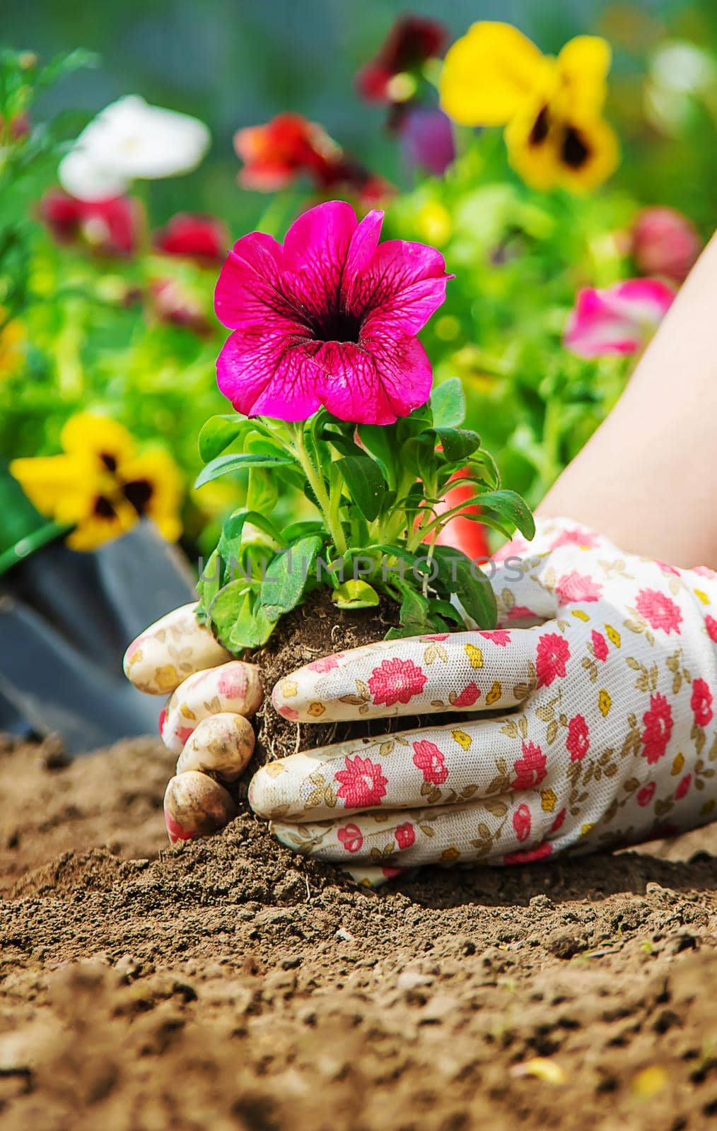The gardener is planting a flower garden. Selective focus. by yanadjana