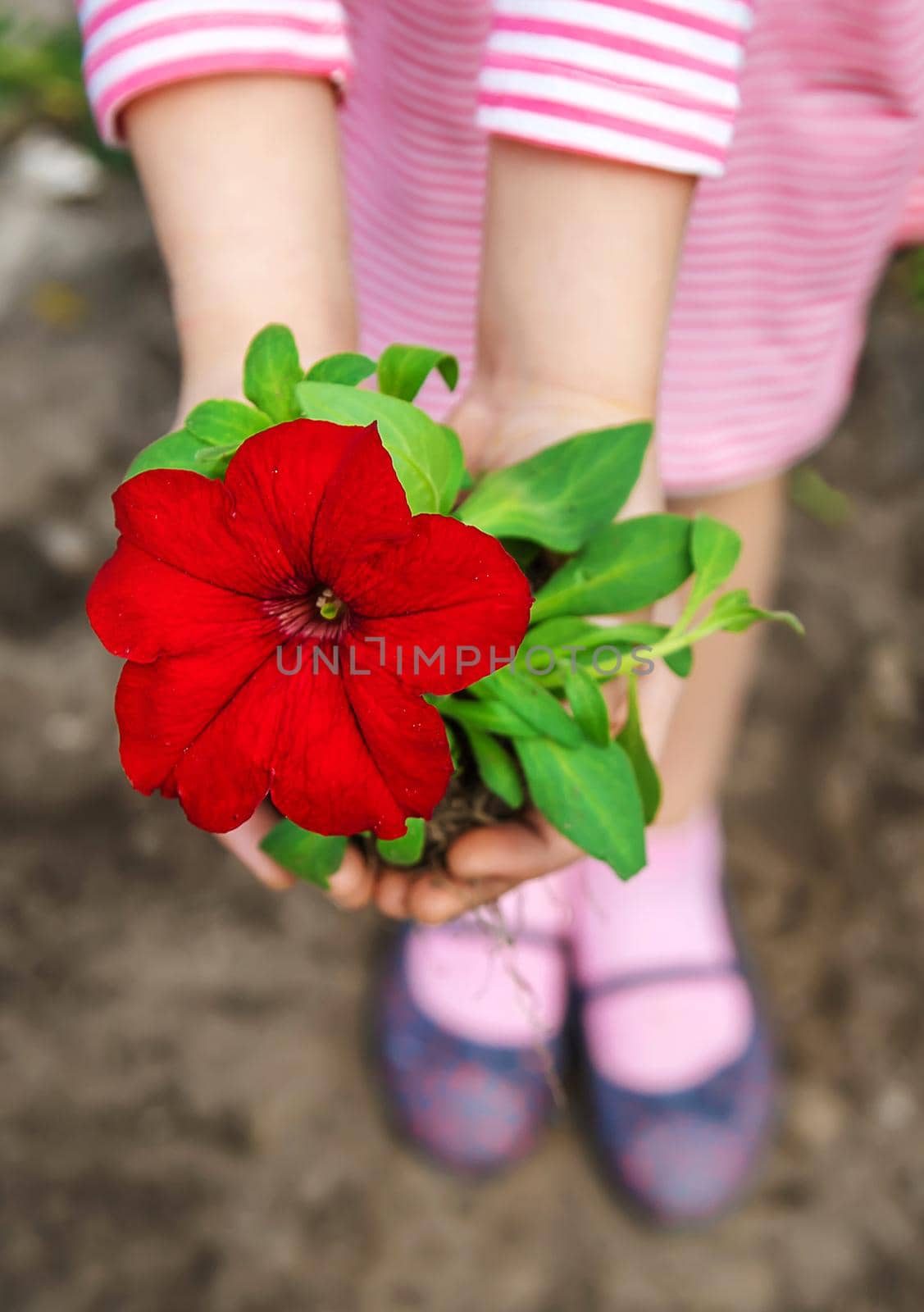 A child plants a flower garden. Selective focus. by yanadjana